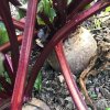 Beta v esculenta